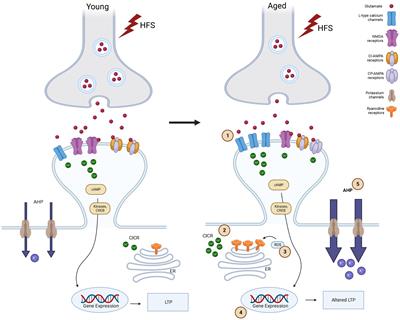 Neural ageing and synaptic plasticity: prioritizing brain health in healthy longevity